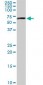 MAPK8 / JNK1 / JNK Antibody (clone 1A2)